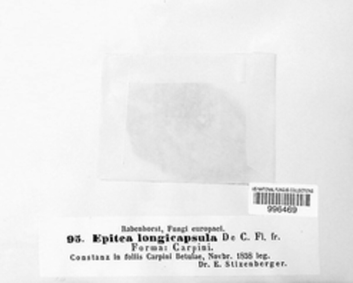 Epitea longicapsula image